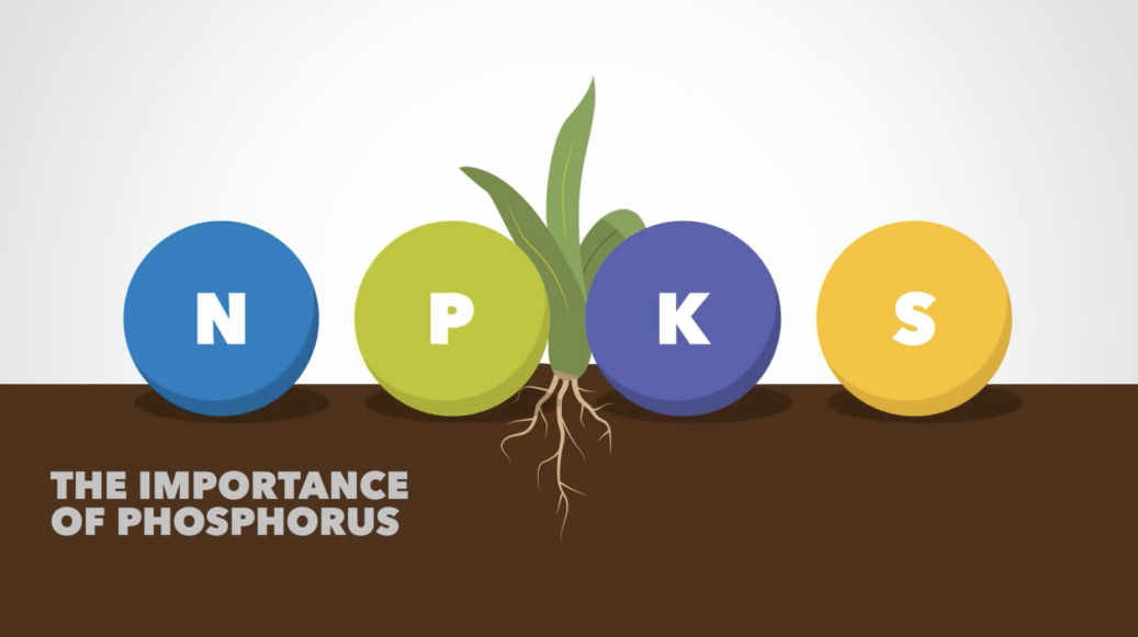 The importance of phosphorus.